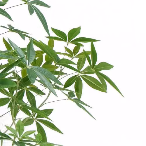 Botanik Realistic Artificial Money Tree Pachira Faux Plant, Green, H 150 x W 90 x D 90 cm – 2