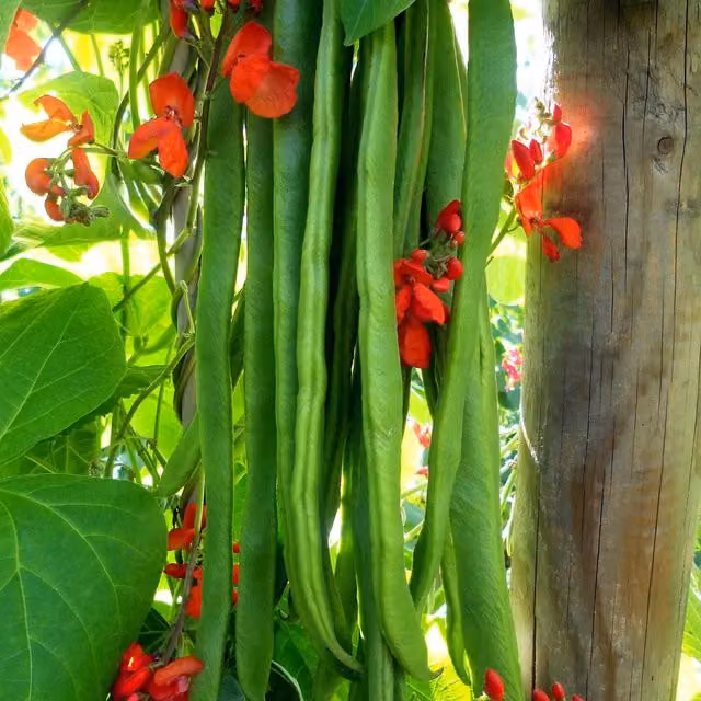 Marshalls Firestorm Runner Bean Seeds, 45 Seeds