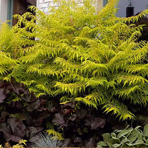 Thompson & Morgan Rhus Typhina Tiger Eyes Hardy Perennial Ornamental Flowering Shrub, 3.6L Pot