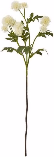 Lemon Pavilion Globe Thistle Single Stem Flower Spray in Beige, Green and White, Height: 56 cm – 1