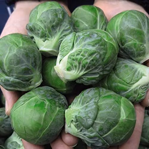Thompson and Morgan Marte F1 Hybrid Non-Bitter Brussels Sprout Seeds, 15 Seeds per Packet – 1