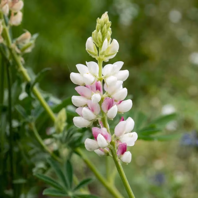 Unwins Pink Fairy Lupin Flower Seeds, Pink