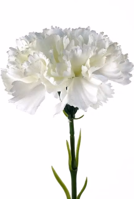 Single White Artificial Carnation Flower with Leaf