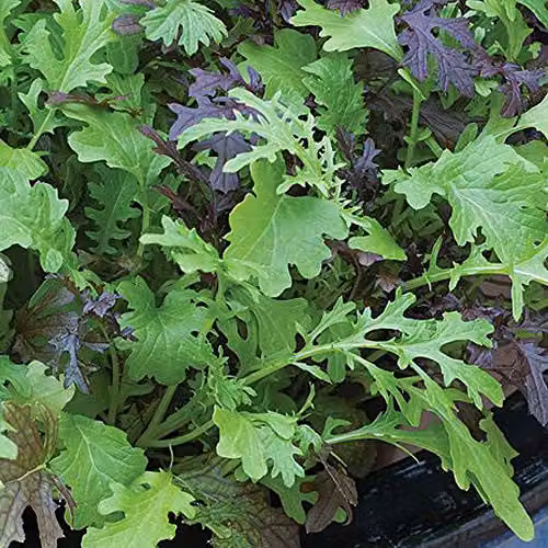 Thompson and Morgan Oriental Mustard Salad Leaves Vegetable Seeds, 400 Seeds – 3