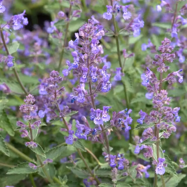 Marshalls Garden Nepeta Junior Walker Blue Purple Hardy Scented Perennial