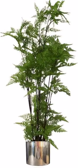 Leaf Design UK Extra Large Artificial Fern Foliage Plant in Green with Silver Metal Planter, Height: 150 cm
