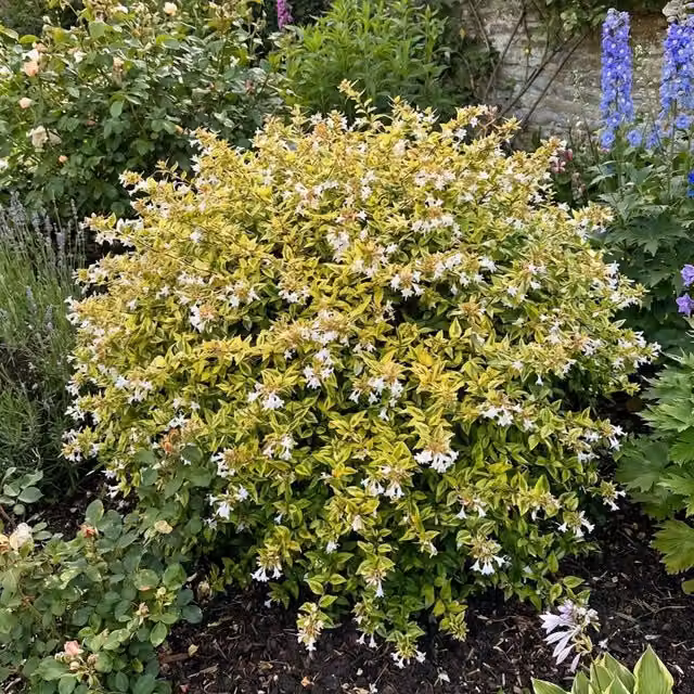 Plants By Post Abelia Francis Mason Variegated Golden Evergreen Ornamental Shrub