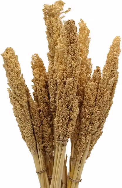 KDMK Natural Dried Cantal Grass Bunch in Yellow and Beige for Rustic Floral Decor