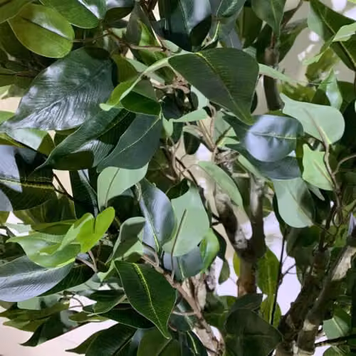Leaf Design 100cm Realistic Artificial Ficus Tree in a Silver Curve Planter, Green – 3