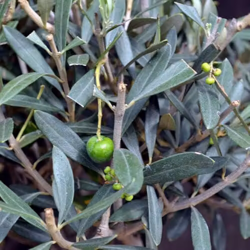 Thompson and Morgan Olive Tree Standard Olea europaea with Grey-Green Foliage and Green Fruit in 1x 18cm Pot – 2