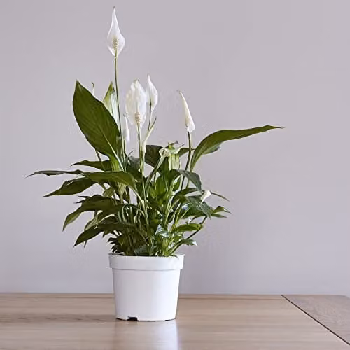 Thompson & Morgan Spathiphyllum Torelli Air So Pure Peace Lily Indoor Plants with White Flowers, 2 x 9cm Potted Plants – 1
