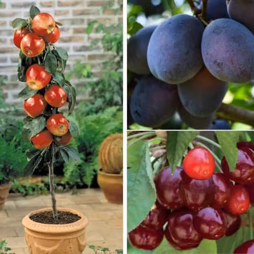 Thompson & Morgan Patio Fruit Tree Trio featuring Dwarf Apple, Cherry and Plum Trees, 3 x 9cm Potted Plants