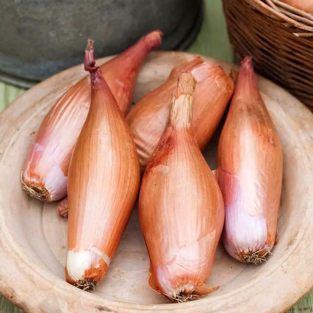 Marshalls Garden Zebrune Shallot Seeds