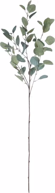 Kingsbury Gifts Organic Single Green Eucalyptus Silver Dollar Stem, Height: 90 cm