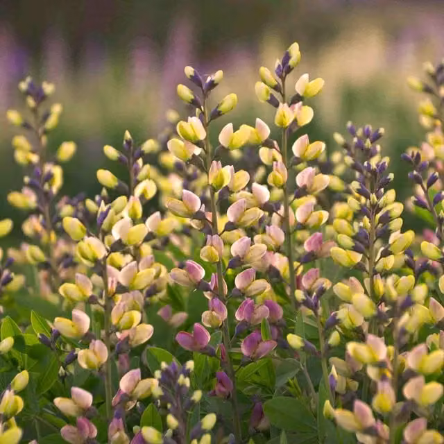 Marshalls Garden Baptisia Decadence Pink Lemonade Perennial Plant, Pink and Yellow