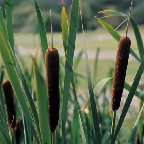 Thompson and Morgan Typha Angustifolia Lesser Bulrush Hardy Native Aquatic Perennial Marginal Pond Plant with Chocolate Brown Seed Heads, 3 x 9cm Pots