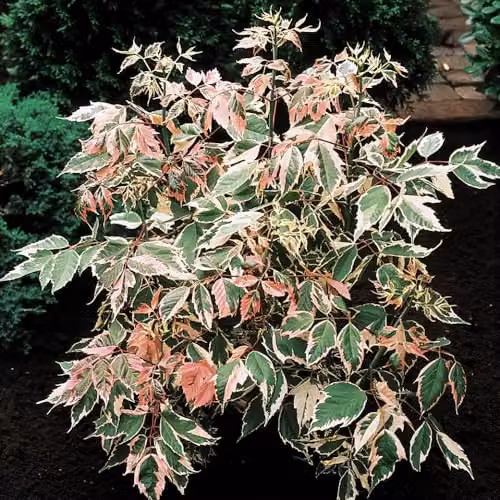 Thompson & Morgan Acer negundo Flamingo Maple Tree with Pink, Green and White Variegated Foliage, 3 Litre Potted Plant
