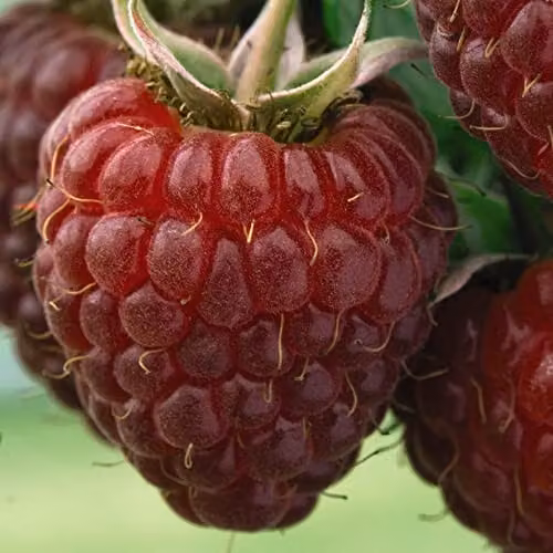Thompson and Morgan Raspberry Polka Autumn Fruiting Rubus Idaeus Hardy Shrub, 3x Bare Root Canes – 3