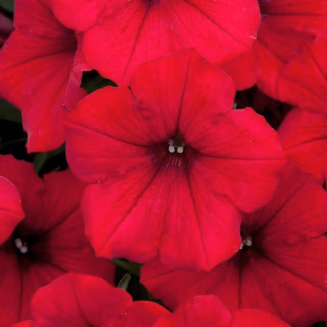 Plant Theory Set of 3 Red Surfinia Deep Red Sunsurf Akatora PBR Bedding Petunia Plants in 9cm Pots