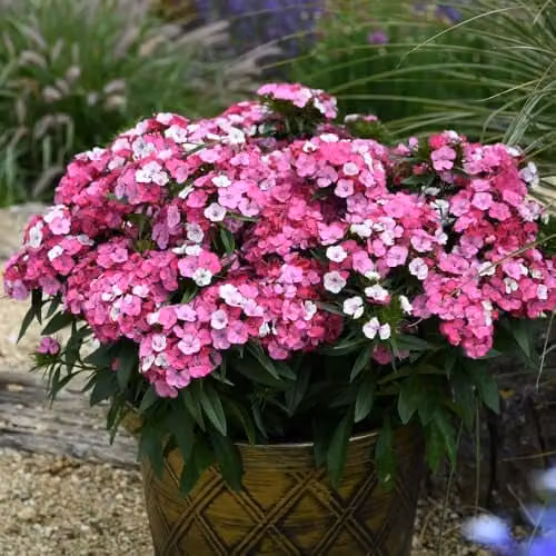 Thompson and Morgan Dianthus Dart Pink Magician Hardy Perennial Carnation, Multi-Coloured Pink and White Flowers, 12x Plugs
