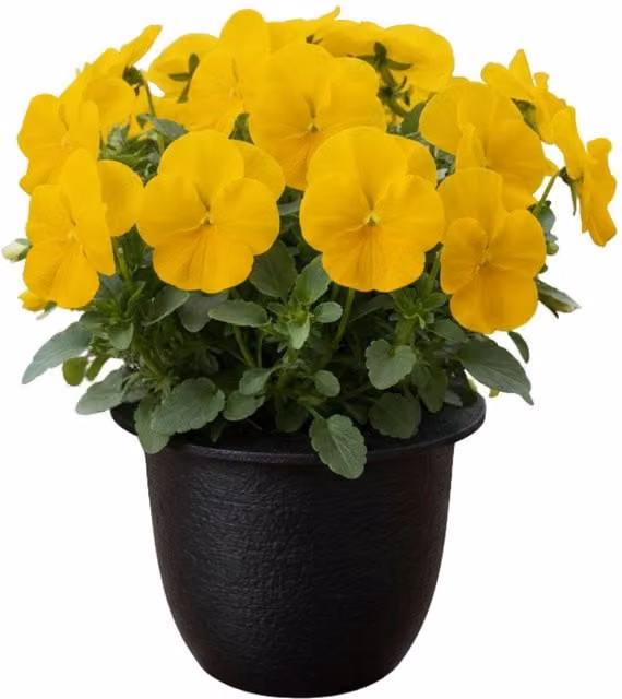 Plants by Post Pansy Cats Plus Yellow Flowering Bedding Plants, Pack of 3, 1L Pot