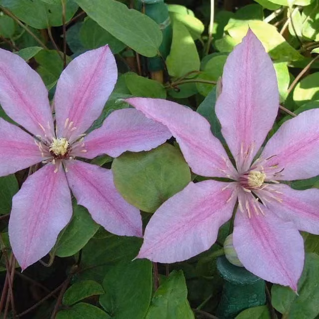 Plants By Post Clematis Sugar Candy Pink and White Perennial Outdoor Climber