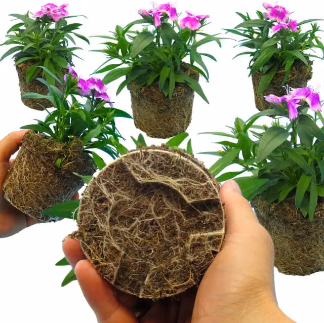 Plants by Post Dianthus Fragrant Purple and Pink Ornamental Shrub for Pots and Borders, Pack of 6