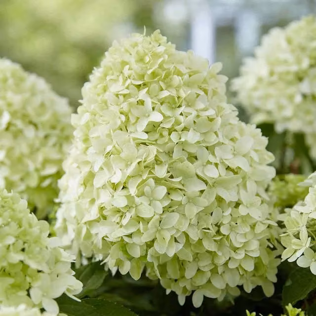 Marshalls Garden Pink Hydrangea Pan Ornamental Shrub