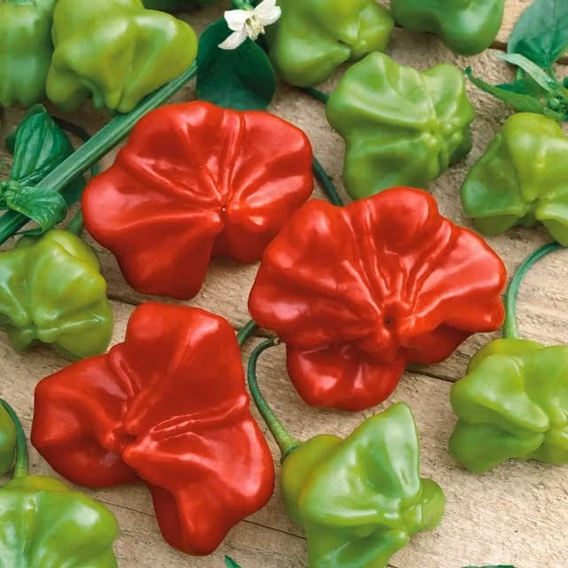 Marshalls Garden Red Bishops Crown Chilli Pepper Seeds, Medium Heat, Pack of 8