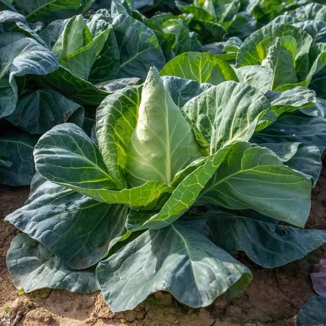 Marshalls Garden Cauliflower Seeds Clapton F1 Green Compact Clubroot-resistant Variety