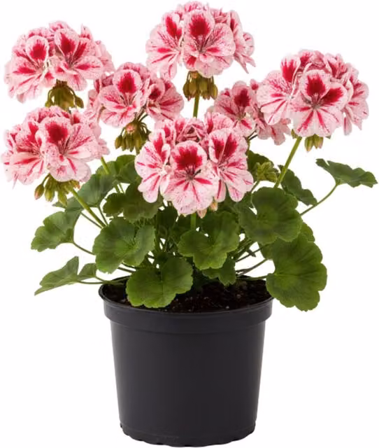 Plants by Post Geranium Calliope Rose Splash Potted Plants, Pink and Red, Pack of 3