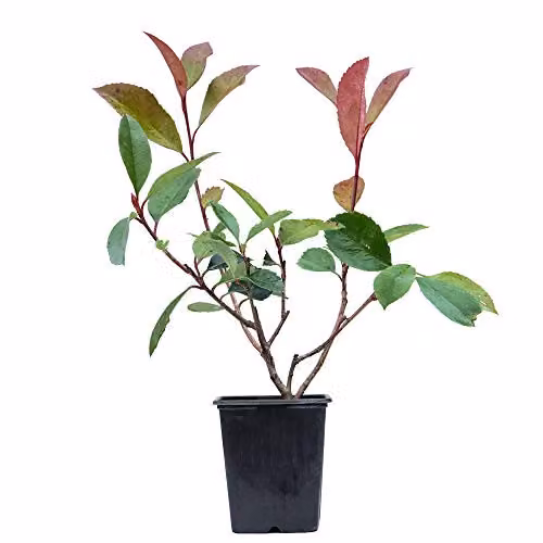 Thompson and Morgan Photinia x fraserie Red Robin Stransvaesia Hardy Shrub with Scarlet Red Leaves for Hedging and Borders, 9cm Pot – 3