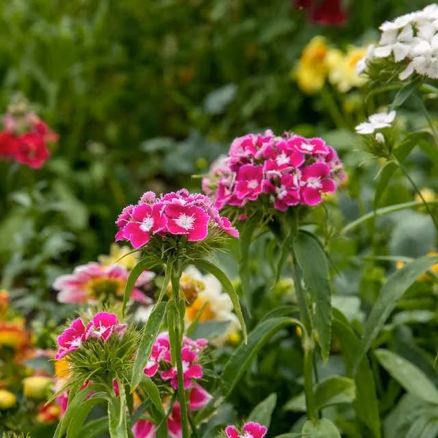 Unwins Early Summer Scented Sweet William Flower Seeds, Multicolour and Pink