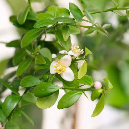 YouGarden Pink Caviar Lime Citrus Fruit Tree in 4L Pot – 4