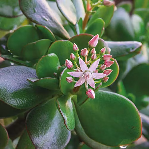Thompson & Morgan 2 Crassula Ovata Jade Plant Succulents with Green Leaves in 12cm Pots – 1