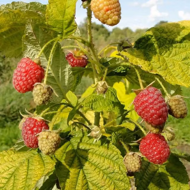 Marshalls Garden Raspberry Groovy Red Fruit Berry Bush