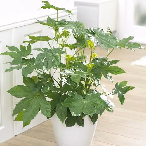 Thompson and Morgan Fatsia Japonica Architectural Evergreen Ornamental Shrub, 3 x 3.5 Litre Pots – 5