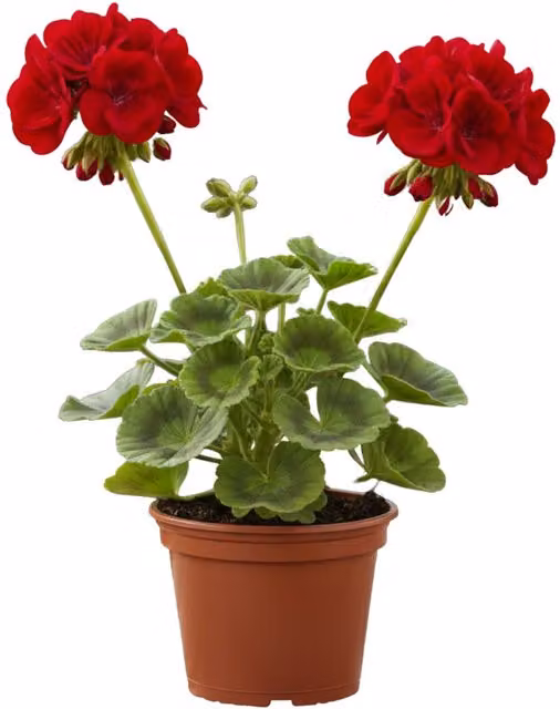 Plants by Post Red Geranium Toscana Mylena in a 10.5cm Pot