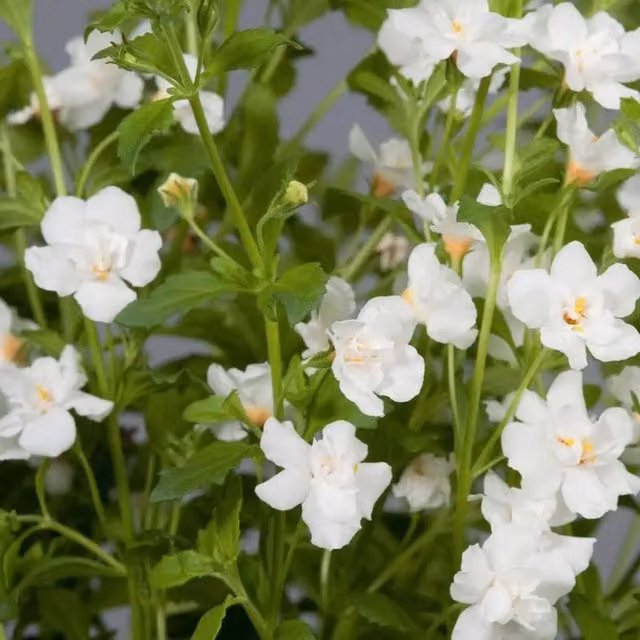 Plants by Post Bacopa Double White Trailing Bedding Plants, Pack of 3, 9cm Pots