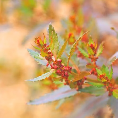 Thompson & Morgan Haloragis erecta Melton Bronze Hardy Shrub Seeds with Bronze Foliage and Red Flowers, 25 Seeds – 2