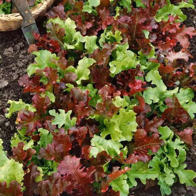 Marshalls Garden Salad Bowl Mix Lettuce Seeds, 1500 Seeds, Green, Red and Multicolour Variety