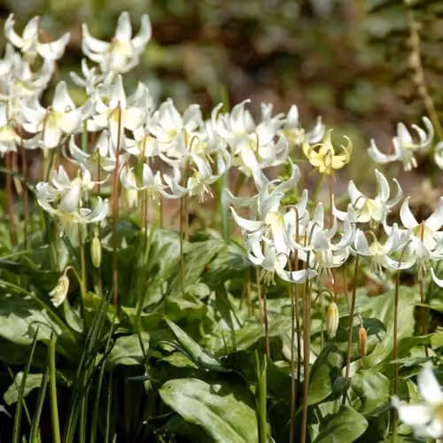 Thompson & Morgan Erythronium californicum White Beauty Bulbs, 4 Bulbs