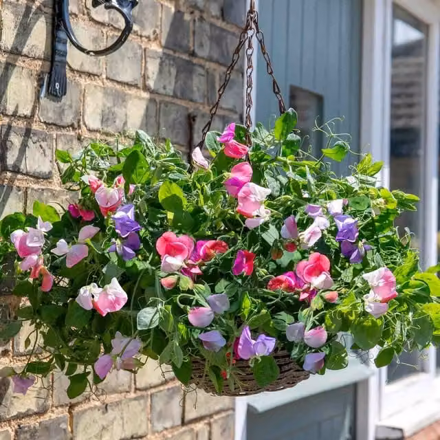 Unwins Cupid Mix Multicolour Sweet Pea Flower Seeds