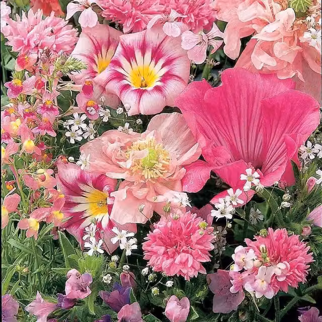 Unwins Mixed Annuals Sea Of Pink Flower Seeds, Pink
