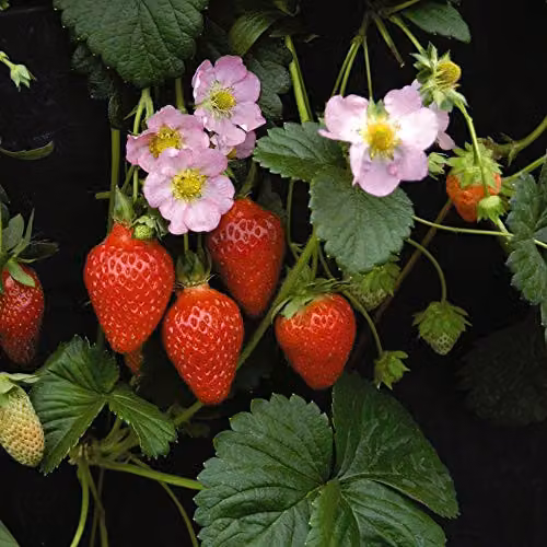 Thompson and Morgan Florian F1 Hybrid Everbearing Strawberry Seeds, 10 Seeds per Packet