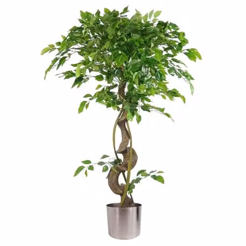 Leaf Design UK Artificial Japanese Fruticosa Style Ficus Tree with Twisted Trunk in Green and Silver, Height: 120 cm – 1