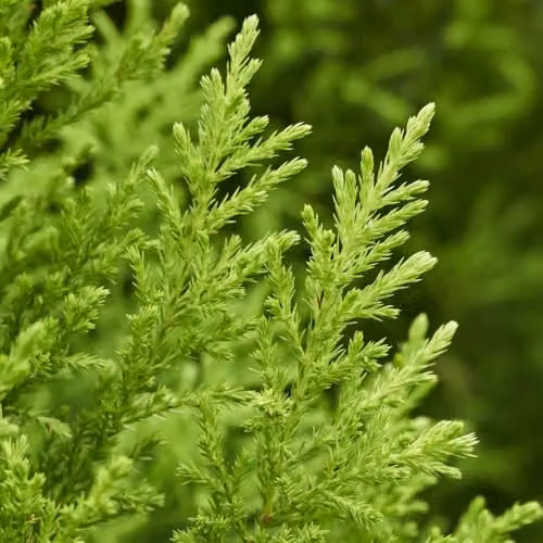 You Garden Set of 10 Cupressus Conifer Macrocarpa Goldcrest Trees in 10.5cm Pots, Height: 28-30cm – 2