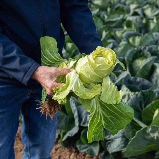 Marshalls Verve F1 Spring Greens Cabbage Vegetable Seeds, 30 Pack