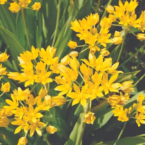 Thompson and Morgan 70 Mixed Spring Bulb Collection of Multicolour Flowering Bulbs for Borders, Rockeries and Pots – 2