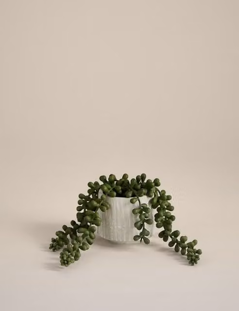 Moss & Sweetpea Artificial Baby String of Pearls in a White Ceramic Pot